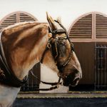 "CHARLESTON HORSE NUMBER ONE," 24" x 38" oil on canvas. SOLD
. This was originally scheduled to be a poster for the Charleston tourism office in the management changed and they canceled the project the idea had been to paint a picture of various Charleston buggy horses do a series of posters featuring the host print of the horse the signature of the driver and the signature of the artist. It was my idea which I had pitched to the tourism office and they were all for it to start with and the person who agreed to do it loved the painting.