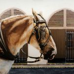 "CHARLESTON HORSE NUMBER ONE," 24" x 38" oil on canvas. SOLD
. This was originally scheduled to be a poster for the Charleston tourism office in the management changed and they canceled the project the idea had been to paint a picture of various Charleston buggy horses do a series of posters featuring the hoof print of the horse the signature of the driver and the signature of the artist. It was my idea which I had pitched to the tourism office and they were all for it to start with and the person who agreed to do it loved the painting.